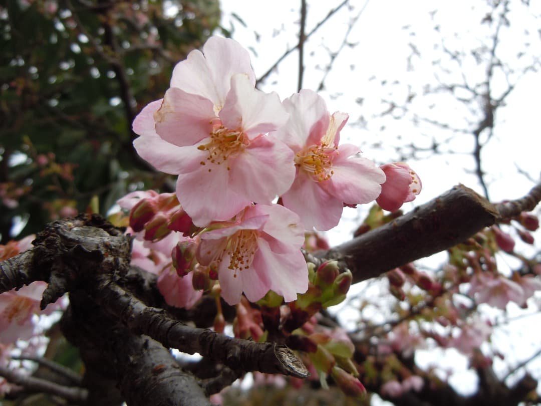 実写美⭕️訳あり【動作確認済】Nikon COOLPIX S8000 ブラック