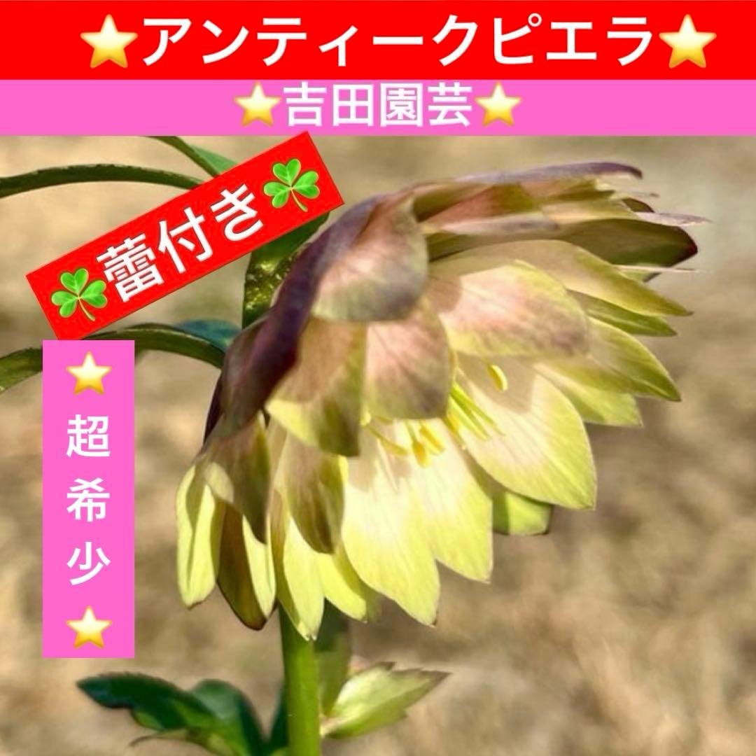 i*u様 ☘️蕾付き☘️3304⭐️超希少⭐️アンティークピエラ⭐️吉田園芸⭐️